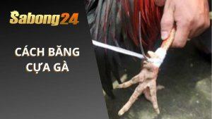 Cách Băng Cựa GÀ