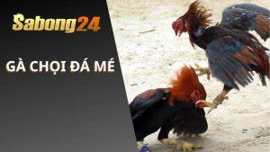 Gà Chọi Đá Mé