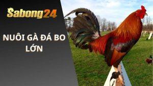 Nuôi Gà Đá Bo Lớn