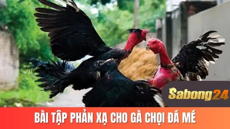 Bài tập phản xạ cho gà chọi đá mé