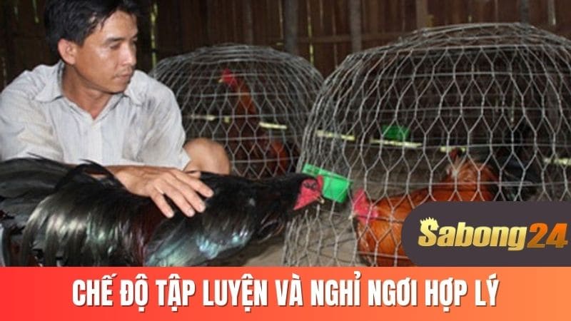 Chế độ tập luyện và nghỉ ngơi hợp lý