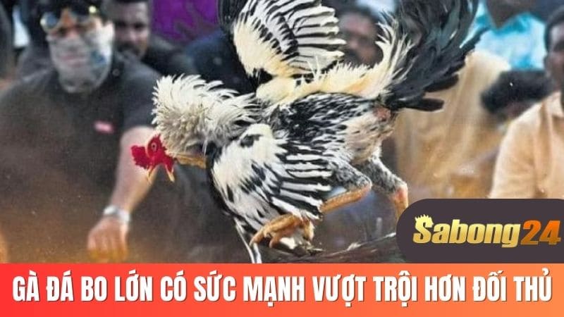 Gà đá bo lớn có sức mạnh vượt trội hơn đối thủ