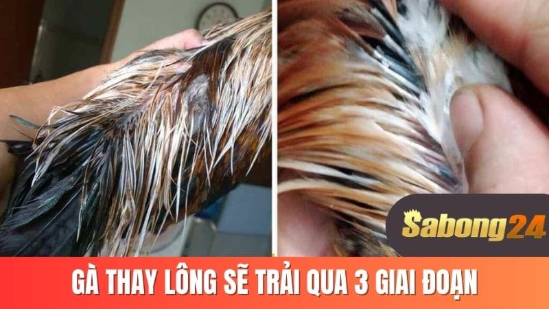 Gà thay lông sẽ trải qua 3 giai đoạn