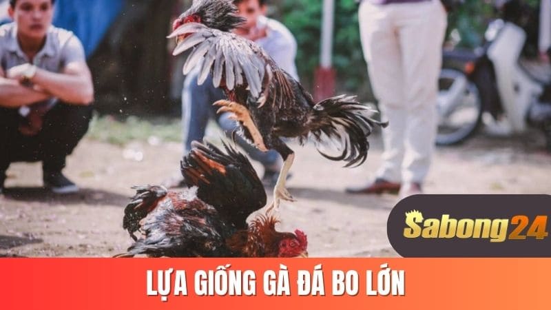 Lựa giống gà đá bo lớn