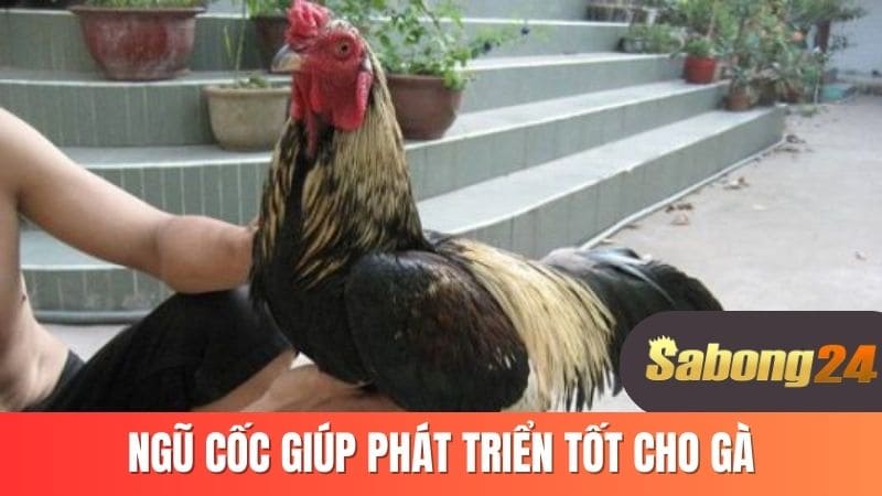 Ngũ cốc giúp phát triển tốt cho gà