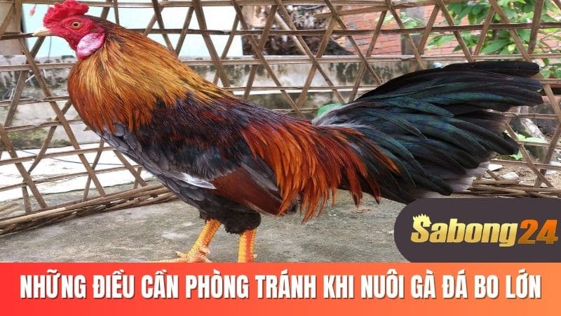 Những điều cần tránh khi nuôi gà đá bo lớn