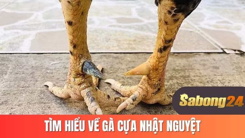 Tìm hiểu về gà cựa nhật nguyệt