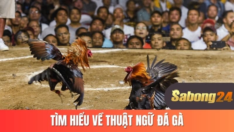 Tìm hiểu về thuật ngữ đá gà