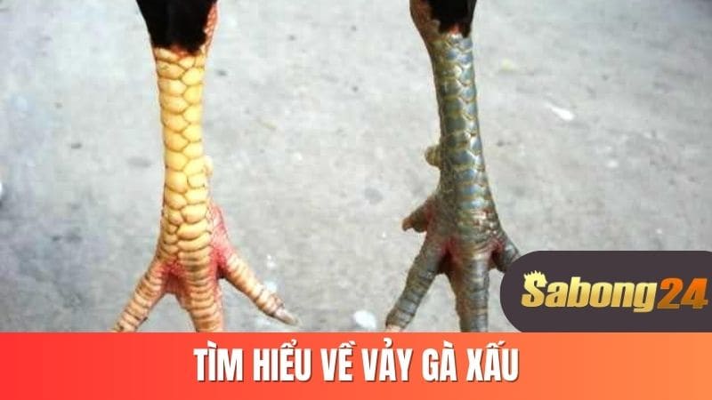 Tìm hiểu về vảy gà xấu