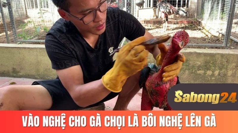 Vào nghệ cho gà chọi là bôi nghệ lên gà