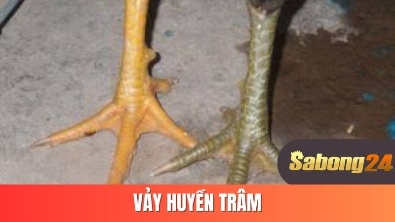 Vảy huyền trâm