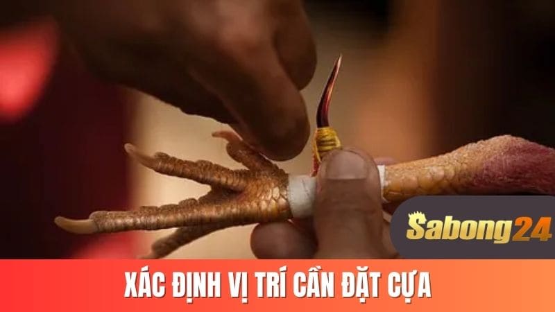 Xác định vị trí đặt cựa