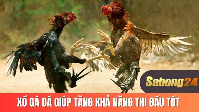 Xổ gà đá giúp tăng khả năng thi đấu tốt