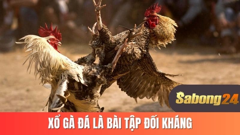 Xổ gà đá là bài tập đối kháng