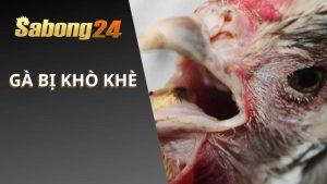Gà Bị Khò Khè
