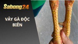 Vảy Gà Độc Biên