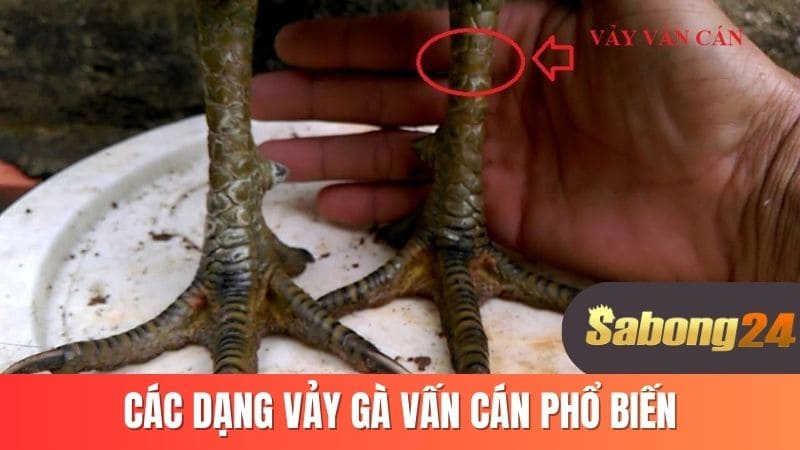 Các dạng vảy gà vấn cán phổ biến Các dạng vảy gà vấn cán phổ biến