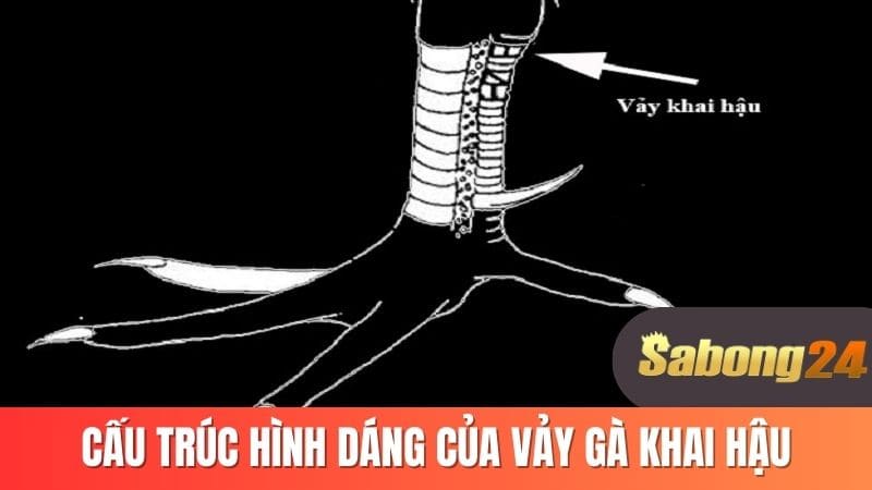 Cấu trúc hình dáng của vảy gà khai hậu Cấu trúc hình dáng của vảy gà khai hậu