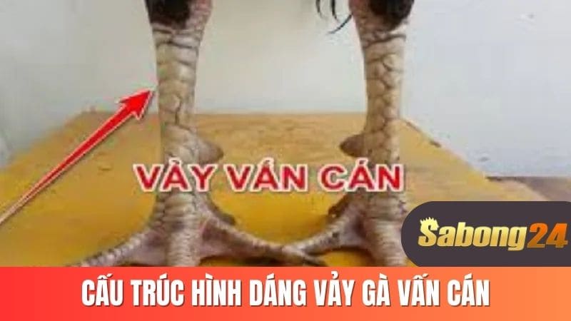 Cấu trúc hình dáng vảy gà vấn cán