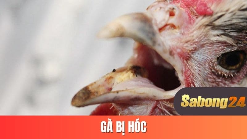 Gà bị hóc