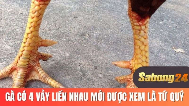 Gà có 4 vảy liền nhau mới được xem là tứ quý