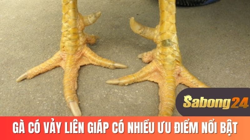 Gà có vảy liên giáp có nhiều ưu điểm nổi bật
