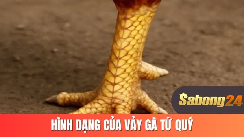 Hình dáng của vảy gà tứ quý