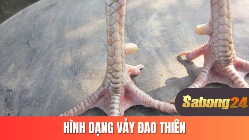 Hình dạng vảy đao thiên