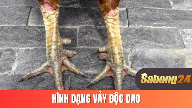 Hình dạng vảy độc đao