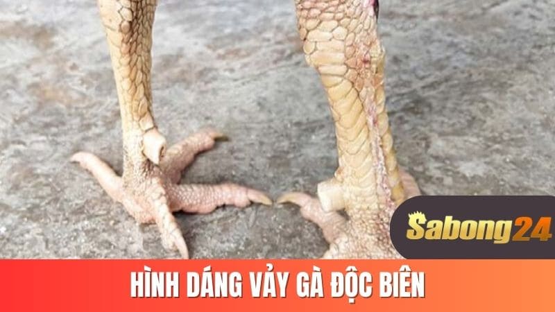 Hình dáng vảy gà độc biên