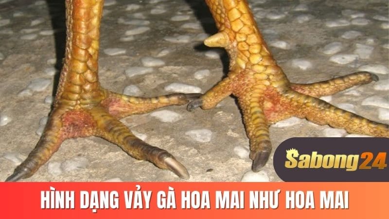 Hình dạng vảy gà hoa mai như hoa mai