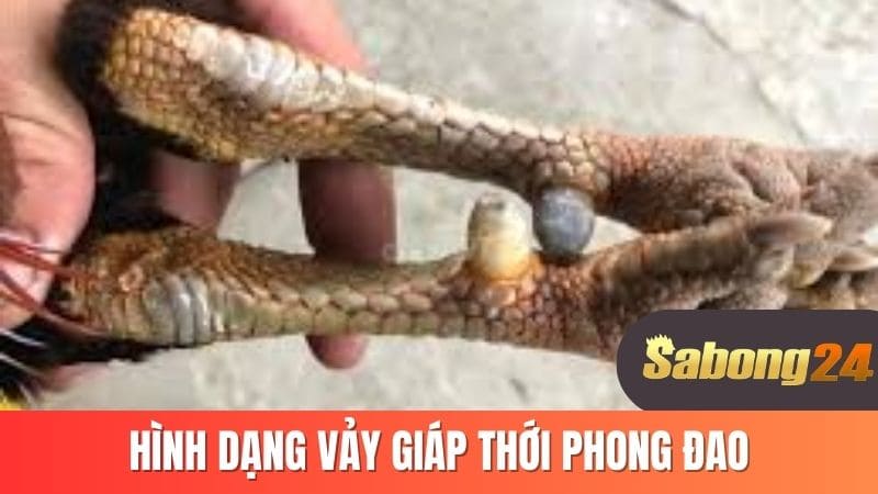 Hình dạng vảy giáp thới phong đao