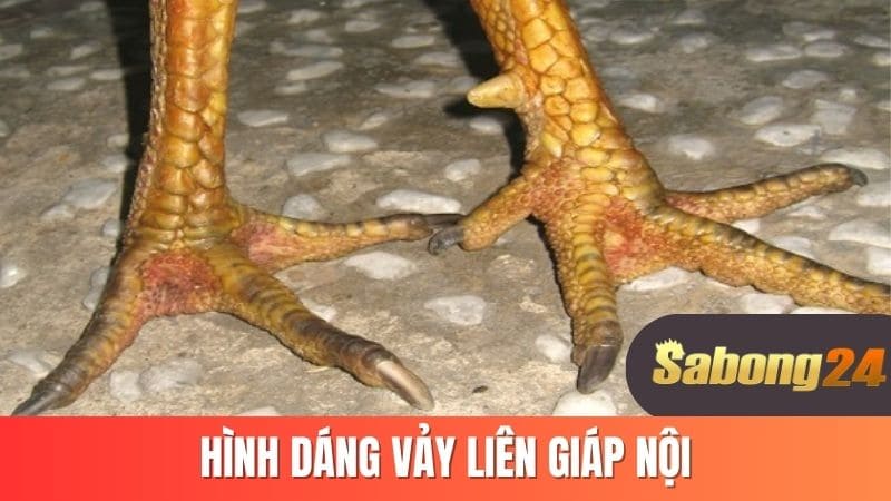Hình dáng vảy liên giáp nội