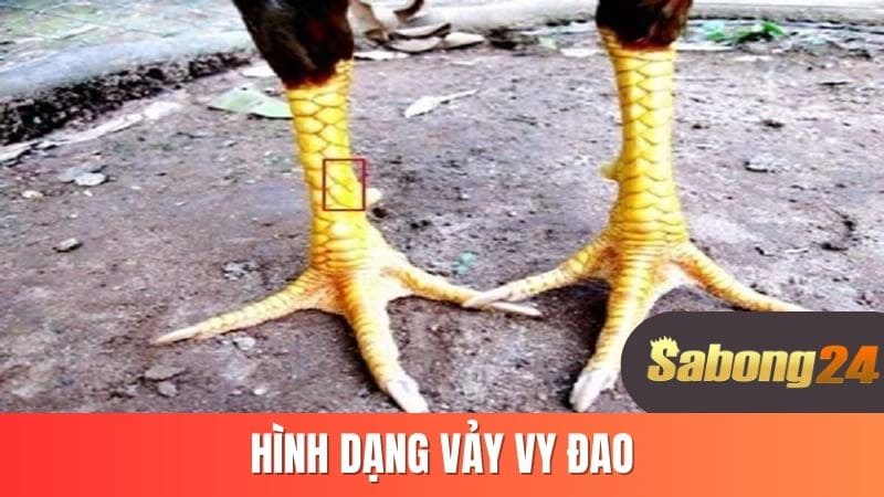 Hình dạng vảy vy đao