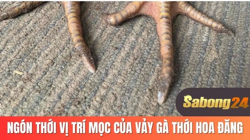 Ngón thới vị trí mọc của vảy gà thới hoa đăng