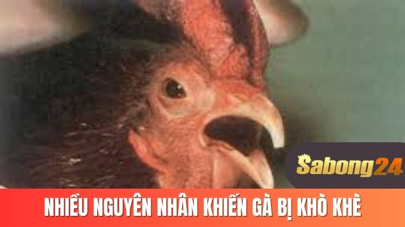 Nhiều nguyên nhân khiến gà bị khò khè