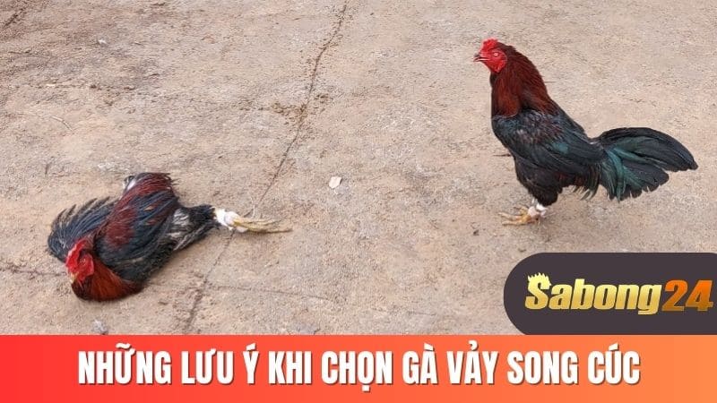 Những lưu ý khi chọn gà vảy song cúc