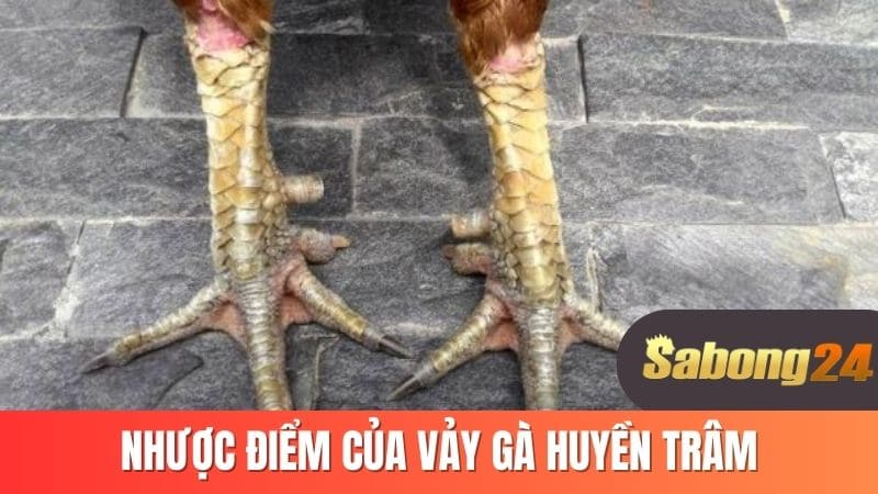 Nhược điểm của vảy gà huyền trâm