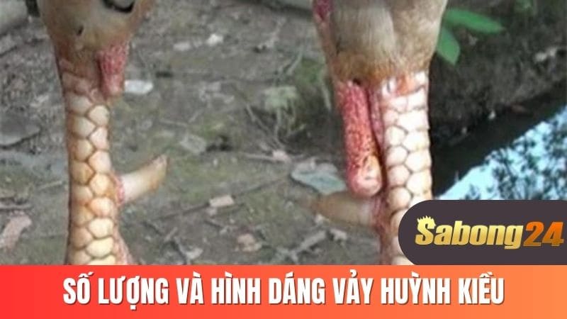 Số lượng và hình dáng vảy huỳnh kiểu Số lượng và hình dáng vảy huỳnh kiểu