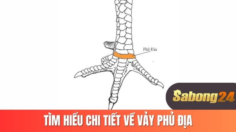 Tìm hiểu chi tiết về vảy phủ địa