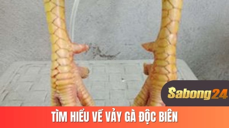 Tìm hiểu về vảy gà độc biên Tìm hiểu về vảy gà độc biên