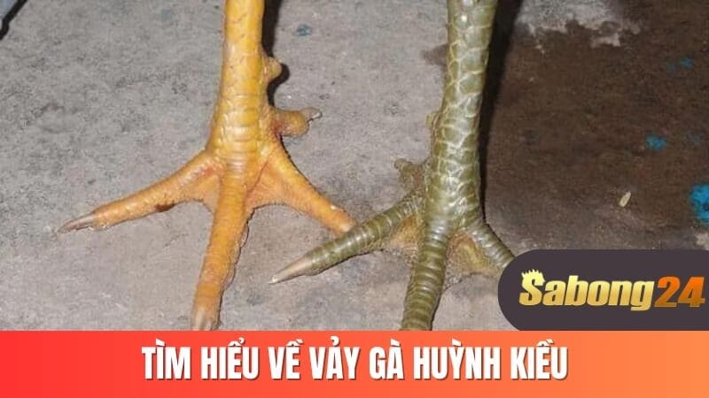 Tìm hiểu về vảy gà huỳnh kiều