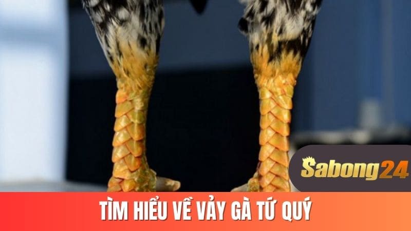 Tìm hiểu về vảy gà tứ quý