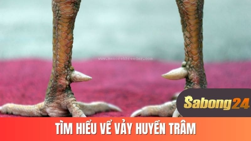 Tìm hiểu về vảy huyền trâm