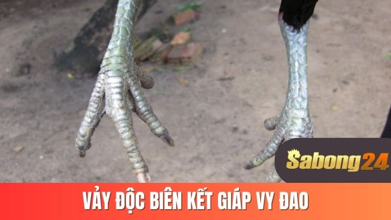 Vảy độc biên kết giáp vy đao