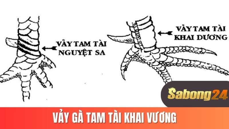 Vảy gà tam tài khai vương