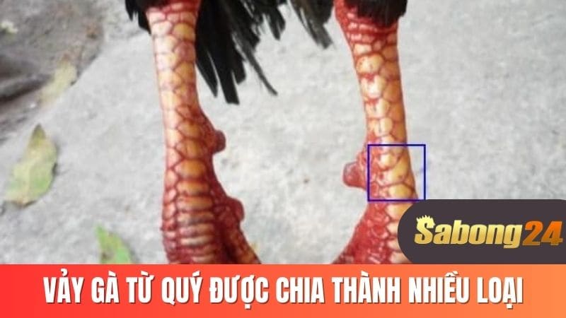 Vảy gà tứ quý được chia thành nhiều loại