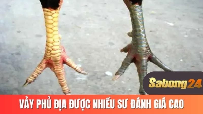 Vảy phủ địa được nhiều sư kê đánh giá cao