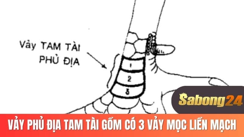 Vảy phủ địa tam tài gồm có 3 vảy mọc liền mạch