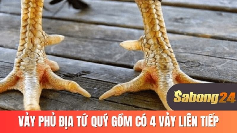 Vảy phủ địa tứ quý gồm có 4 vảy liên tiếp